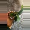 plant/Scindapsus pictus-1-thumbnail