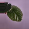 plant/☆Rare☆ An. Debile offset 0206 ☆2 Day Upgrade mandatory-1-thumbnail