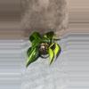 plant/Brazil Philo-0-thumbnail