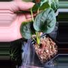plant/☆RARE☆ An. Debile Wide sinus! ☆2-Day Shipping upgrade Mandatory-2-thumbnail
