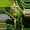 plant/#54 Coelogyne Chinesis-0-thumbnail