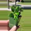 plant/Hoya heuschkeliana seedling-1-thumbnail