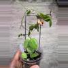 plant/Dischidia one stripe-0-thumbnail