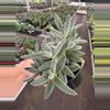 plant/Crassula tarantula 4” pot growers choice-4-thumbnail