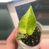 plant/Alocasia Scalprum Aurea-0-thumbnail