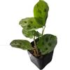 plant/Maranta sp. Repens?-1-thumbnail