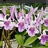 plant/in Spike Dendrobium lorrie moretimer beautiful orchid plant-0-thumbnail