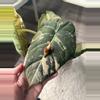 plant/Alocasia Maharani Albo Corm-0-thumbnail