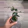 plant/Hoya Lacunosa sp Aceh-0-thumbnail