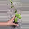 plant/Hoya Kastbergii-1-thumbnail