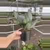 plant/Scindapsus treubii dark form 4” pot growers choice-6-thumbnail