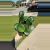 plant/Hoya obovata splash-0-thumbnail