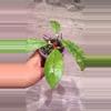 plant/Hoya sp aff Lambii-1-thumbnail