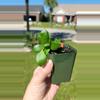 plant/Hoya heuschkeliana seedling-0-thumbnail