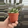 plant/Variegated agave 4” pot growers choice-6-thumbnail