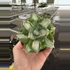 plant/Variegated agave 4” pot growers choice-0-thumbnail