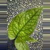 plant/Amydrium medium green-0-thumbnail