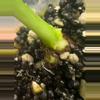 plant/Alocasia Acuminata Albo-2-thumbnail