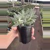 plant/Crassula tarantula 4” pot growers choice-6-thumbnail