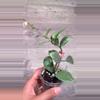 plant/Hoya Lacunosa Full moon-1-thumbnail