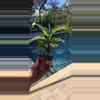 plant/Dieffenbachia Corsii-1-thumbnail