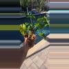 plant/Alocasia "low rider"-1-thumbnail