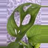 plant/Monstera esqueleto-1-thumbnail