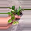 plant/Hoya Lacunosa Asami-1-thumbnail