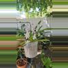 plant/Neostylis cross Vanda in spike 2 plants 1 pot blowing size mini compact orchids-0-thumbnail