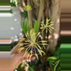 plant/Bulbophyllum laxiflorum in spike-0-thumbnail