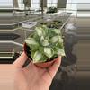 plant/Variegated agave 4” pot growers choice-3-thumbnail