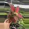 plant/Aglaonema black maroon 4” pot growers choice-3-thumbnail