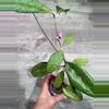 plant/Hoya Tequila sunrise-0-thumbnail