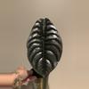 plant/Alocasia cuprea-0-thumbnail