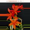 plant/Cattleya Aurantiaca spots x cattleya harmill orange glow Blooming size-0-thumbnail
