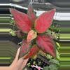 plant/Aglaonema black maroon 4” pot growers choice-0-thumbnail