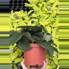 plant/Scindapsus Jade Satin 6” pot growers choice-3-thumbnail