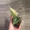 plant/Alocasia Maharani Albo Corm-1-thumbnail
