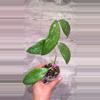 plant/Hoya Ko Chang island-1-thumbnail