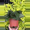 plant/Scindapsus Jade Satin 6” pot growers choice-2-thumbnail
