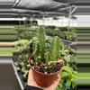 plant/Stapelia gigantea 4” pot growers choice-6-thumbnail