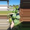plant/Hoya kerrii splash-0-thumbnail