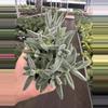plant/Crassula tarantula 4” pot growers choice-1-thumbnail