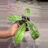plant/Hoya sp aff Lambii-0-thumbnail