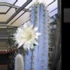 plant/Pilosocereus pachycladus (blue torch cactus)-4-thumbnail