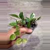 plant/Hoya Lacunosa Asami-0-thumbnail