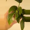 plant/Rhaphidophora tetrasperma variegated (reverted?)-1-thumbnail