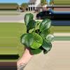 plant/Hoya obovata splash-1-thumbnail