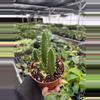 plant/Stapelia gigantea 4” pot growers choice-3-thumbnail