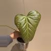 plant/Anthurium yasuni heart (magnificum x moronense)-1-thumbnail
